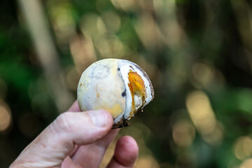 Very rare and exotic woody bamboo mushroom, unknown to science