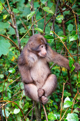 A monkey crawling on a tree in the forest