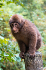 A sitting macaque in the forest