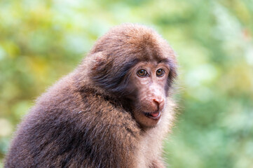 Close up of a macaque in the bushes