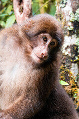 Close-up of a macaque in the forest