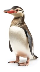 Fototapeta premium Yellow-eyed Penguin Bird on White Background, Photo Realistic, Wallpaper, Cover and Screen for Smartphone, PC, Laptop, 9:16 and 16:9 Format