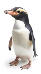 Fototapeta premium Yellow-eyed Penguin Bird on White Background, Photo Realistic, Wallpaper, Cover and Screen for Smartphone, PC, Laptop, 9:16 and 16:9 Format