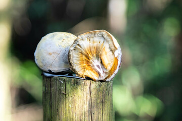 Very rare and exotic woody bamboo mushroom, unknown to science