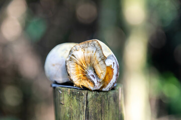 Very rare and exotic woody bamboo mushroom, unknown to science