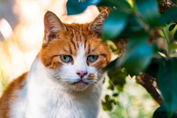 An orange and white cat behind the trees