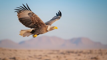 Obraz premium A striking visual of a majestic eagle soaring against a backdrop of a clear blue sky, with distant mountains softly blurred. The eagle is wings are outstretched, and the image captures a sense of