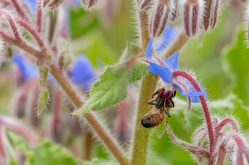 Bumblebees and honey bees pollination borage flowers, starflower