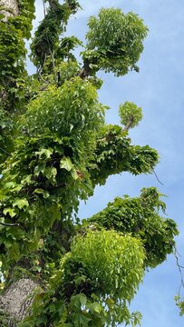 green pine tree