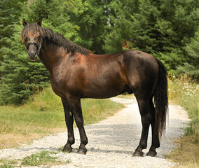 conformation shot of curly horse stallion standing side view of full body of Bashkir Curly horse muscular and majestic curly mane and tail on road greenery in background horizontal format type space