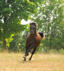 purebred bashkir curly horse free running towards camera in woods black horse with black mane flowing white star on forehead ears forward vertical 