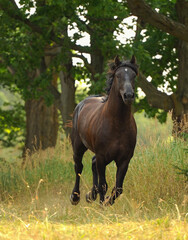 purebred bashkir curly horse free running towards camera in woods black horse with black mane flowing white star on forehead ears forward vertical image with room for type magazine cover format 