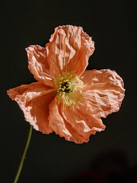 single poppy flower in full bloom with salmon pink colour on black