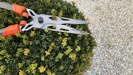 Pruning of boxwood bush with garden shears, pruning of young leaves of the bush with pruning shears...