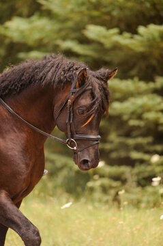 Portrait shot of purebred bashkir curly horse being ridden english with english leather bridle snaffle bit curly mane and forelock horse on the bit moving forward vertical equine image room for type