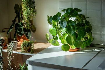 Closeup of trendy Pilea peperomioides with other houseplants in terracotta pots at sunlight at...