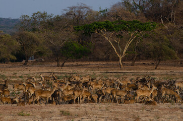 Herd of Deer at dry savannah in Baluran National Park, East Java, Indonesia. 