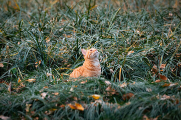 A small orange cat in the grass