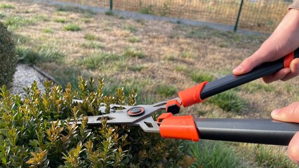 Pruning of boxwood bush with garden shears, pruning of young leaves of the bush with pruning shears of boxwood in the shape of ball, landscape garden, gardening