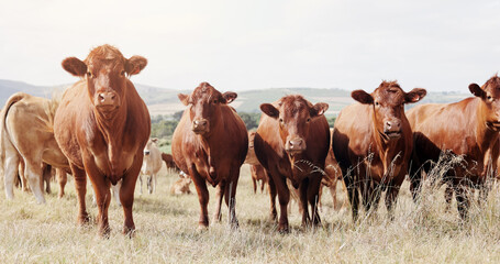 Farming, portrait and cattle on grass, countryside and dairy farm for sustainability, agriculture...