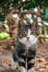 A tabby cat in the woods