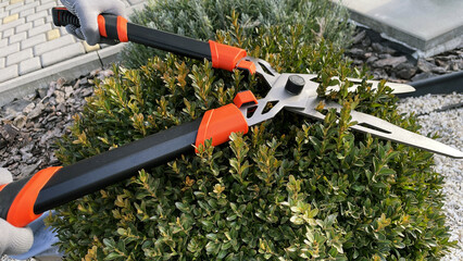 Pruning of boxwood bush with garden shears, pruning of young leaves of the bush with pruning shears...