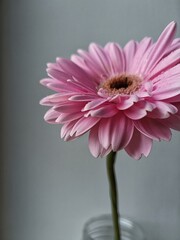 pink gerber flower