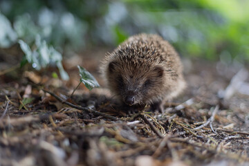 hedgehog in the forest