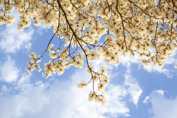 Alguns galhos de uma árvore florida, saindo do lado da imagem. Ipe branco em flor. Tabebuia roseo-alba.