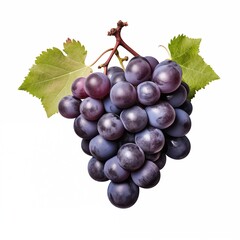 Fototapeta premium A cluster of fresh grapes in deep purple on a white background.generative ai illustration