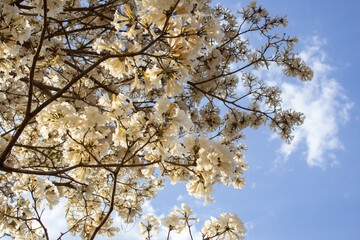 Alguns galhos de uma árvore florida, saindo do lado da imagem. Ipe branco em flor. Tabebuia roseo-alba.