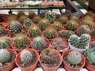 cactus marble rocks plant green clay flowers succelent 