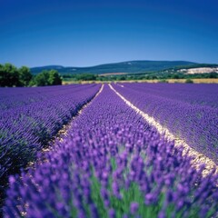 Fototapeta premium A field of lavender in Provence, France, with neat rows of purple flowers stretching toward the horizon under a clear blue sky