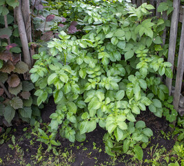 Close-up of potato growing in the backyard of an eco-farm, a young green potato bush against the background of the ground. Potato tops in the garden
