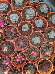 cactus marble rocks plant green clay flowers succelent 