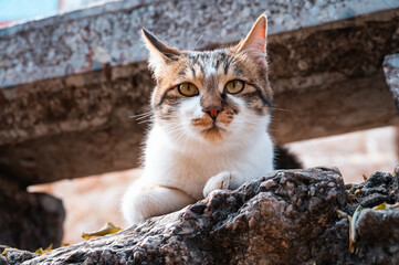 A tabby cat lying on the ground outdoors