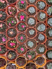 cactus marble rocks plant green clay flowers succelent 