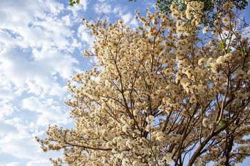 Detalhe de árvore florida. Ipê branco em flor com azul do céu ao fundo.