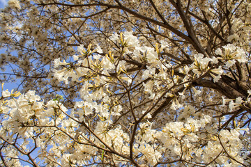 Obraz premium Detalhe de árvore florida. Ipê branco em flor com azul do céu ao fundo.