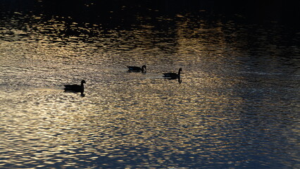 The wild ducks and geese swimming in the river with the sunset reflection on the water surface