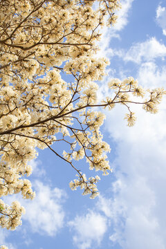 Alguns galhos de uma &aacute;rvore florida, saindo do lado da imagem. Ipe branco em flor. Tabebuia roseo-alba.