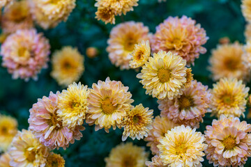 Bush of yellow chrysanthemums in a plant nursery or garden. Yellow floral background. Closeup yellow flowers
