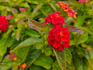 close-up of flowers in the garden, red blossom and green, red leaves