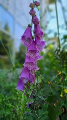 Blooming foxglove. Beautiful cluster of soft purple flowers © Елена Черноус