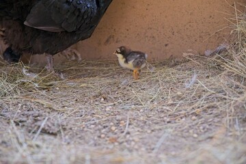Chicks with their mother in the henhouse on a sunny spring day on a farm in Sweden