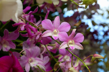 Purple orchid in bloom of Focus on the middle of the flower.