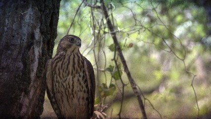 bird, birds, blue birds, red birds, wild, nature, wildlife, animal, feeder, trees, texas bird, usa birds