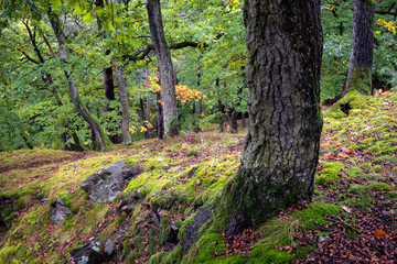 Fototapeta premium A beautiful colorful forest in the Velký Kosíř nature park in the Czech Republic