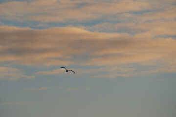 seagull against dreamy soft evening sky