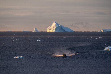 boat speeds through icy water with icebergs
